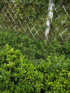 围栏边的翠绿植物景观