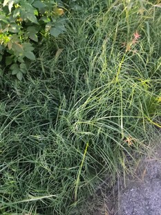 路边茂盛的绿色草丛