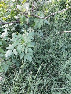 草丛中的绿色植物