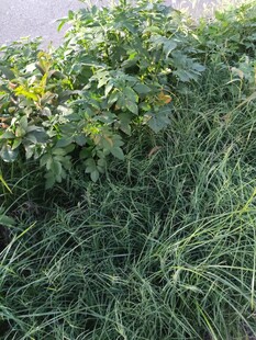 野外茂盛的绿植与杂草