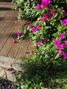 木栈道旁盛放的艳丽花朵