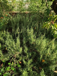 茂密丛林中的绿意景观