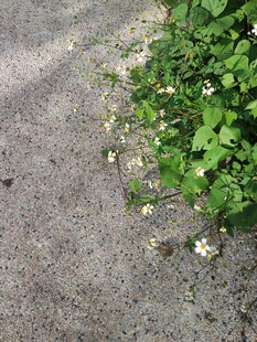 路边绽放的白色小花