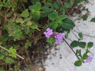 路边绽放的紫色小花