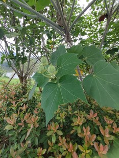 绿叶繁茂的树木景观