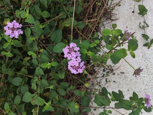 紫色小花绽放绿叶间