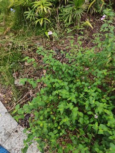 地面上的茂盛绿色植物