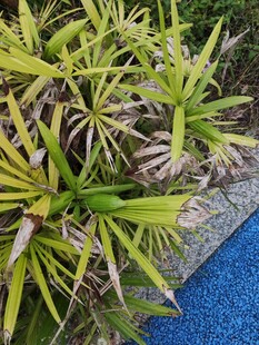 翠绿植物与蓝色边缘景致