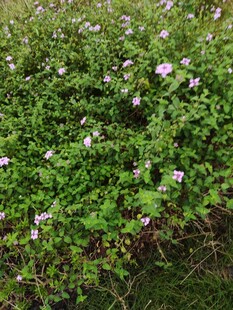 繁茂花丛中的紫色小花