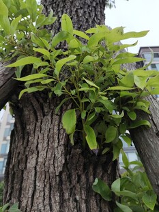 树干上生长的翠绿植物