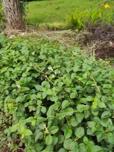 绿叶植物近景特写
