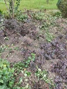 杂草丛生的荒废花园角落