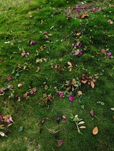 草地上散落的多彩落叶