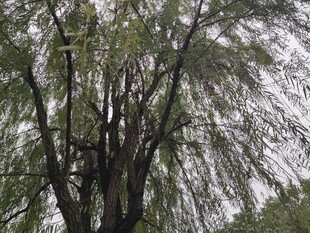 高大繁茂的垂柳树