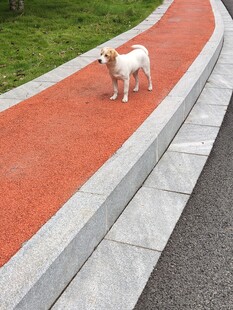 小犬漫步于彩色步道