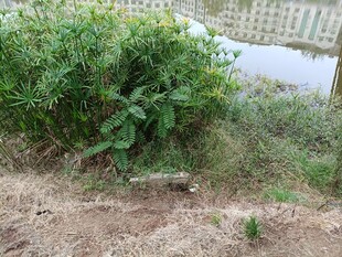 野外丛生的绿色植物