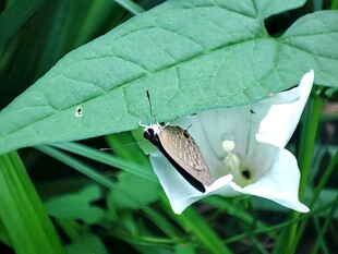 绿叶间的白色喇叭状花朵