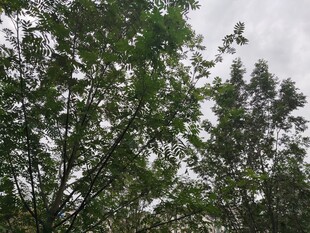 绿树成荫的天空景象