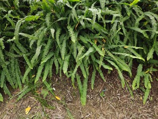 翠绿繁茂的蕨类植物