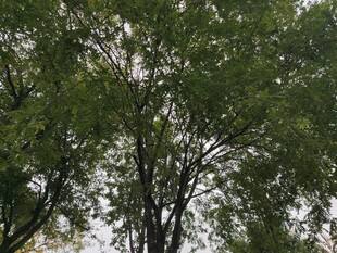 繁茂绿树尽显自然清新