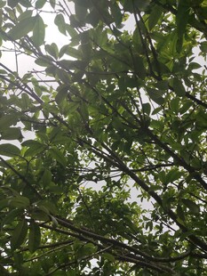 繁茂绿叶间的自然景致