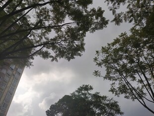 仰视树冠下的阴沉天空