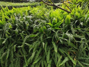 翠绿繁茂的热带植物景观