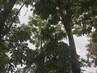 仰视茂密树林中的树木