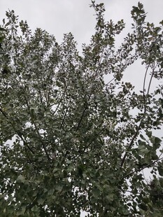 枝叶繁茂的树木