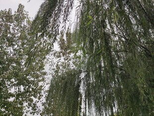 垂柳摇曳的绿意景象