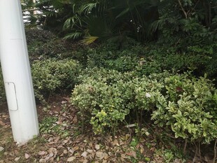 户外绿植与白色立柱景观