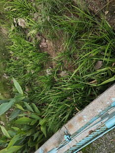 户外绿植旁的蓝色物件