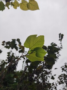 绿叶繁茂的植物景象