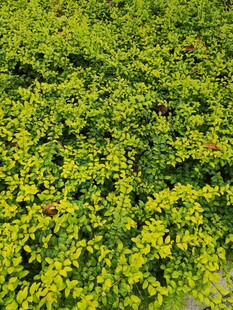 翠绿繁茂的植物景观