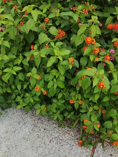 绿叶间鲜艳的红果实