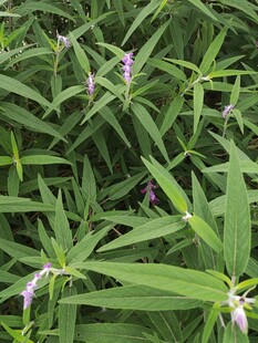 绿叶丛中的紫色小花