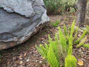 岩石旁的翠绿植物