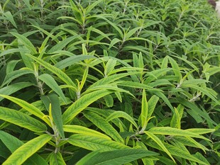 翠绿植物生机勃勃的景象