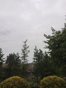 阴天中的绿树与球状灌木