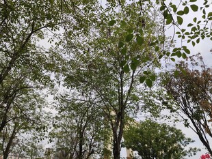 林间树木枝叶繁茂景象