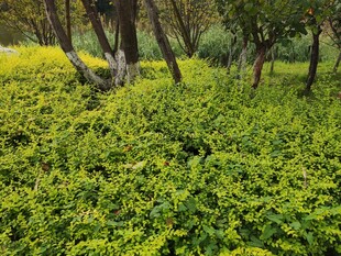 绿意盎然的树林景观