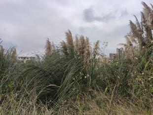 野外茂盛的芦苇丛景观