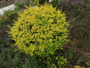 球状黄色花卉植物特写
