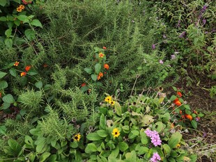 多彩花卉与绿植的自然景致