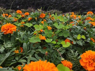 橙色万寿菊绽放的美丽花田