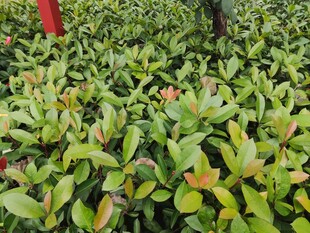 绿叶繁茂的植物景观