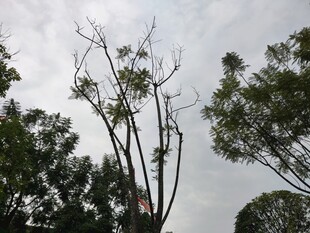 枯树与绿树交织的景象