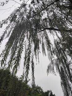 垂柳低垂尽显自然之美