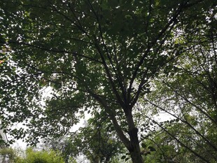 仰视繁茂绿树景观