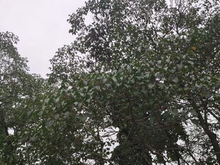 繁茂绿树展现自然生机